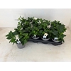 Gardenia Jasminoides