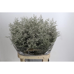 Limonium ov Misty White