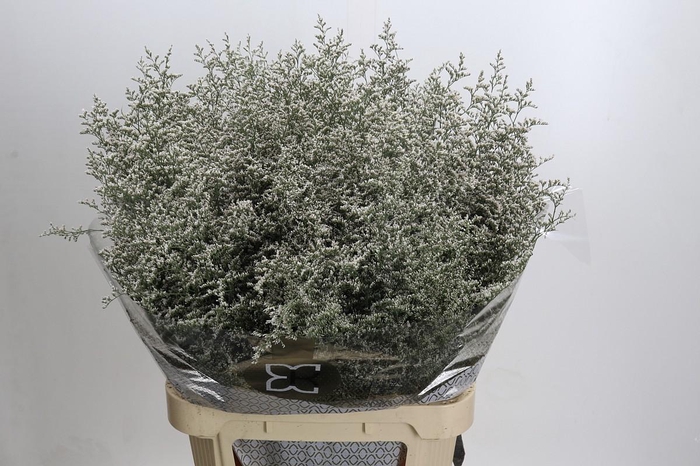 <h4>Statice Misty White</h4>