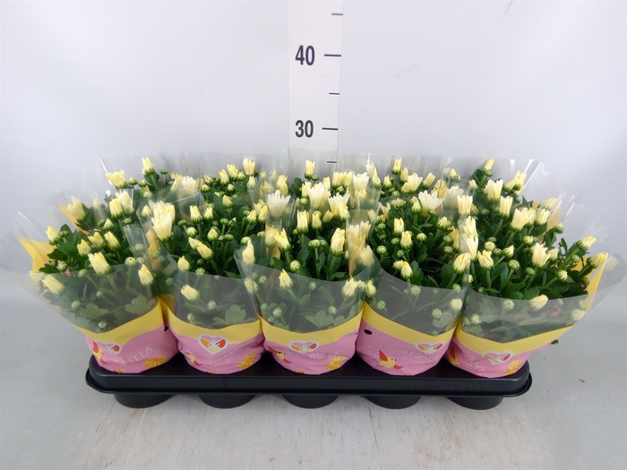 <h4>Chrysanthemum  'Brave'</h4>