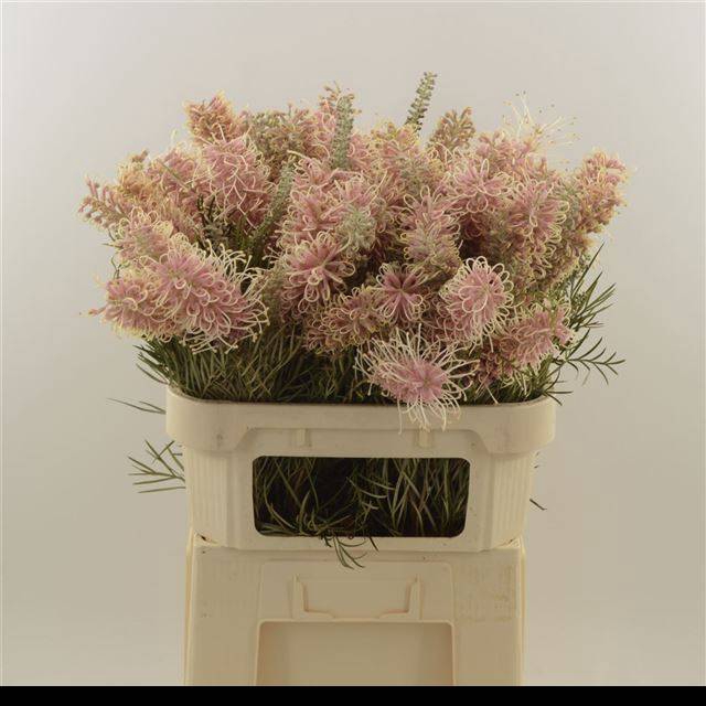 <h4>GREVI MISTY PINK</h4>