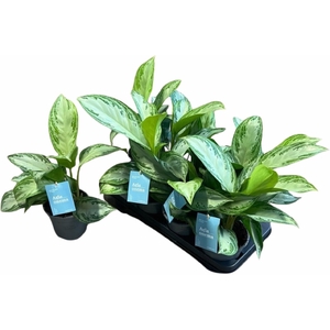 Aglaonema Silver bay 14Ø 40cm 2pp