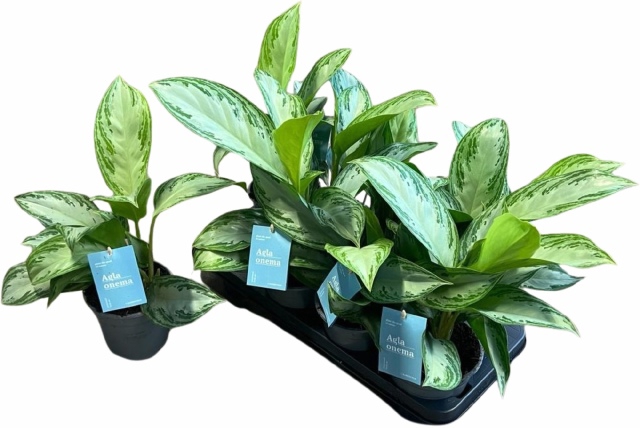 Aglaonema Silver bay 14Ø 40cm 2pp