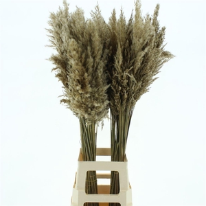 Corta Dried Natural
