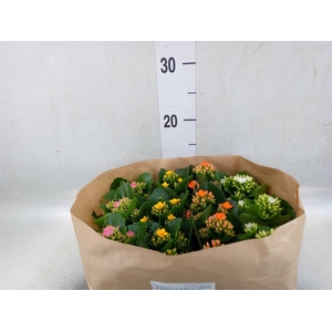 Kalanchoe blos.   ..