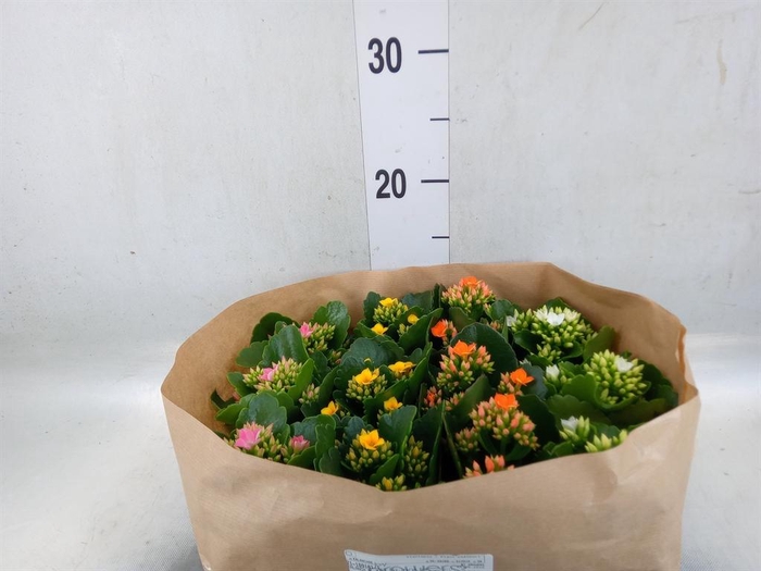 <h4>Kalanchoe blos.   ..</h4>