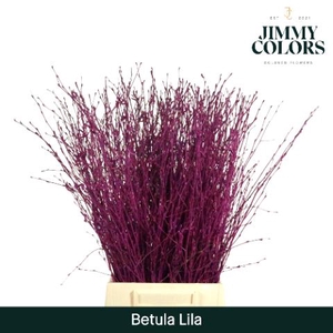 Betula L60 Lila