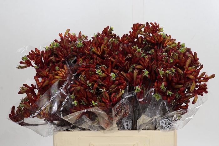 <h4>Anigozanthos Early Spring Indoor</h4>