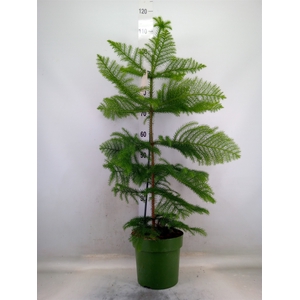 Araucaria heterophylla