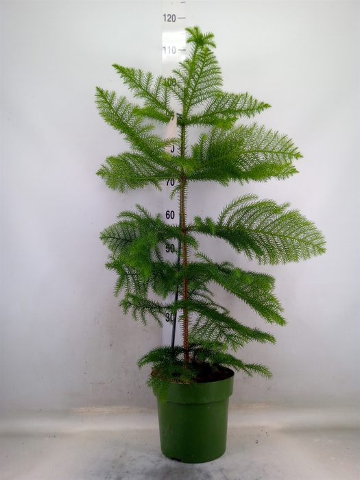 <h4>Araucaria heterophylla</h4>
