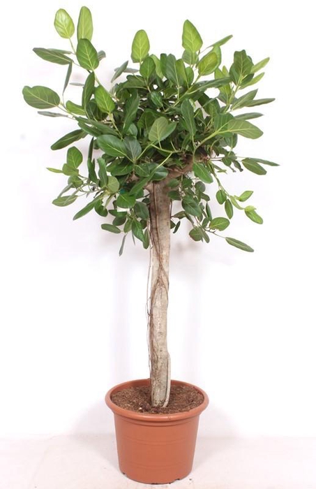 <h4>Ficus Benghalensis</h4>