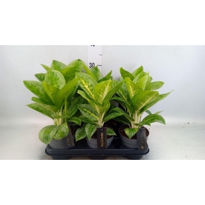 Aglaonema  'Lemon Mint'