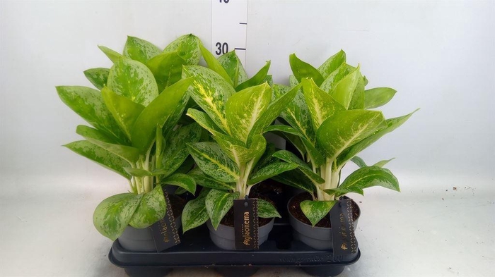 <h4>Aglaonema  'Lemon Mint'</h4>