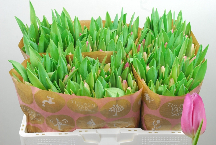 <h4>TU EN JUMBO PINK</h4>