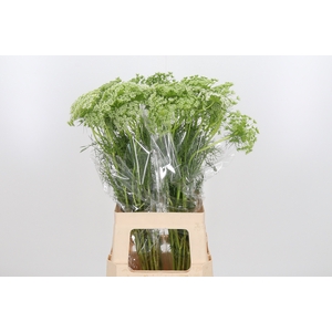 Ammi Majus Visnaga