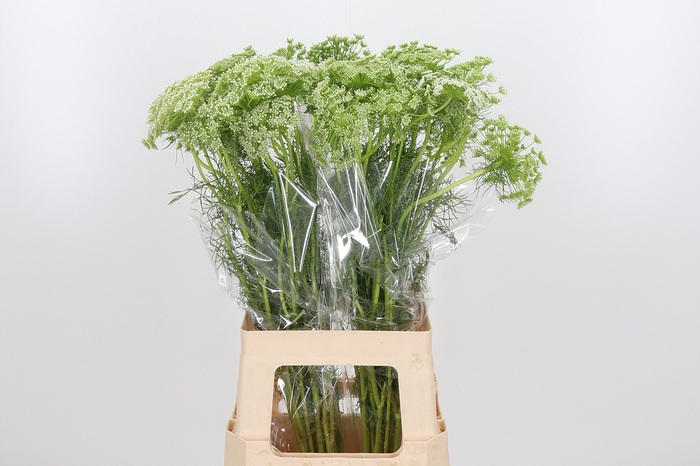 <h4>Ammi Majus Visnaga</h4>