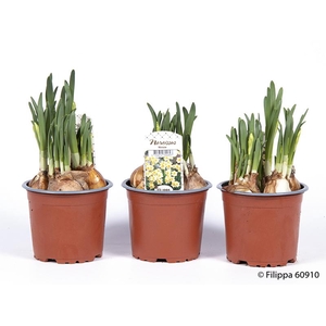 NARCISSUS CYCLAMINEUS