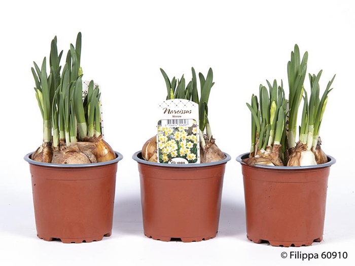 <h4>NARCISSUS CYCLAMINEUS</h4>