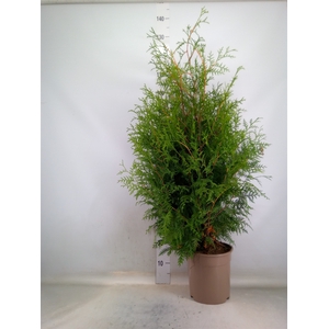 Thuja occid. 'Brabant'