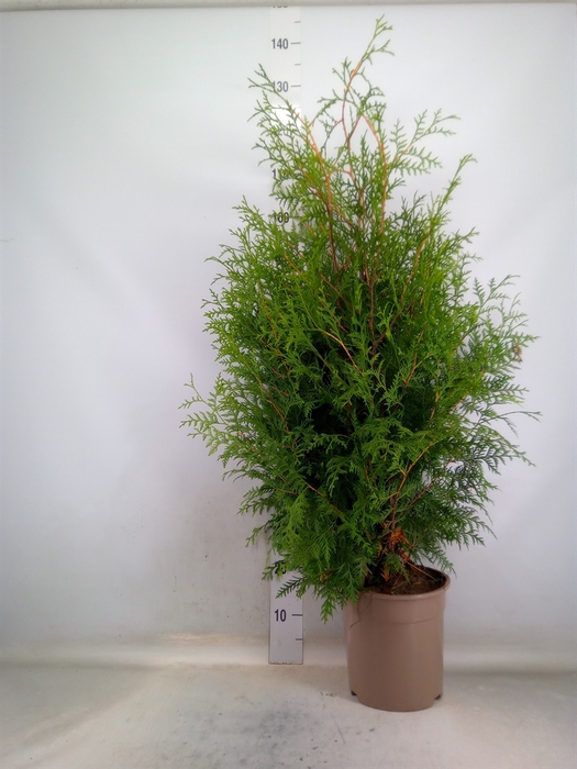 <h4>Thuja occid. 'Brabant'</h4>
