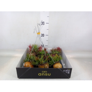 Tillandsia