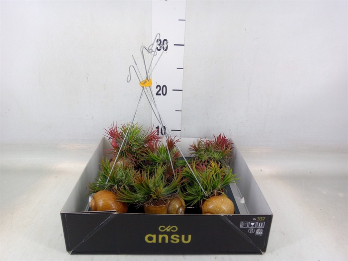 <h4>Tillandsia</h4>
