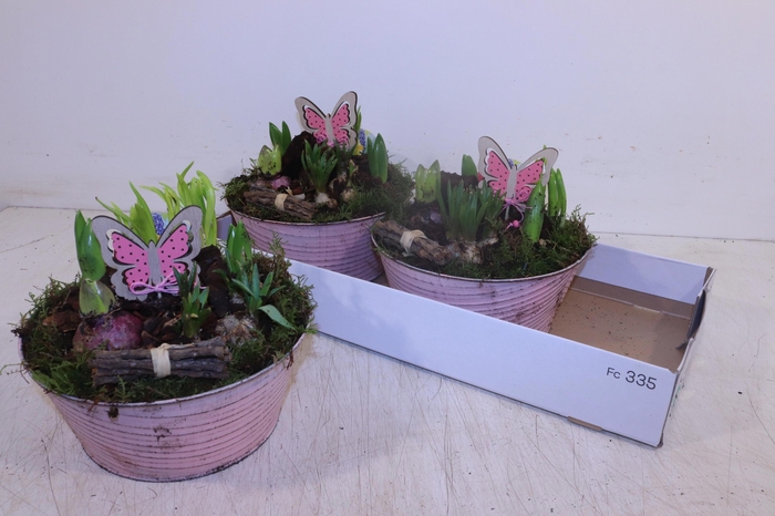 <h4>ARR BOL KNOLGEWAS</h4>