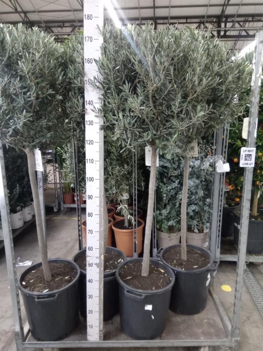 <h4>Olea europaea</h4>