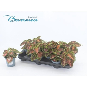 PLEC C AUR BLAC CHER