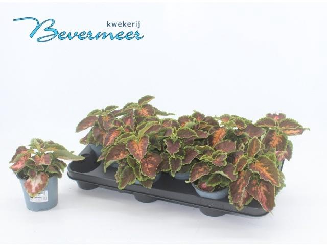 <h4>PLEC C AUR BLAC CHER</h4>