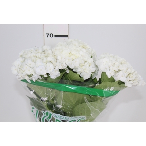 HORTENSIA 050 CM BRANCO