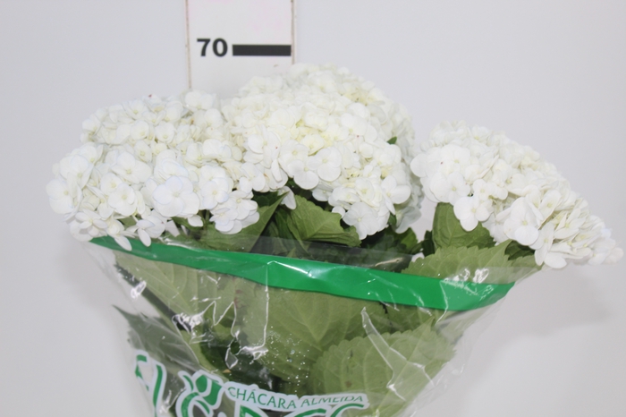 <h4>HORTENSIA 050 CM BRANCO</h4>