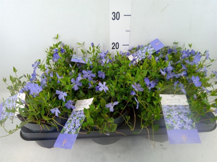 <h4>Vinca minor</h4>