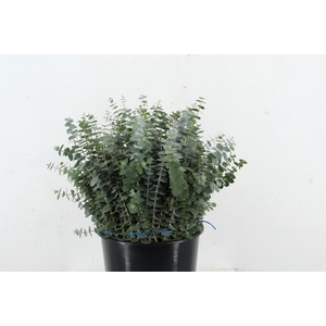 EUC BABY BLUE 200GR SHORT