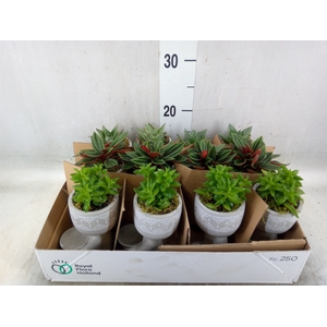 Arr.   Kamerplant Groen L%