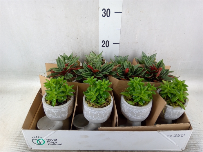 <h4>Arr.   Kamerplant Groen L%</h4>