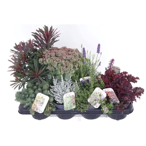 Vaste planten mix in tray