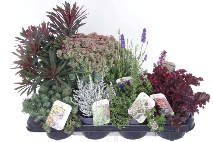 <h4>Vaste planten mix in tray</h4>