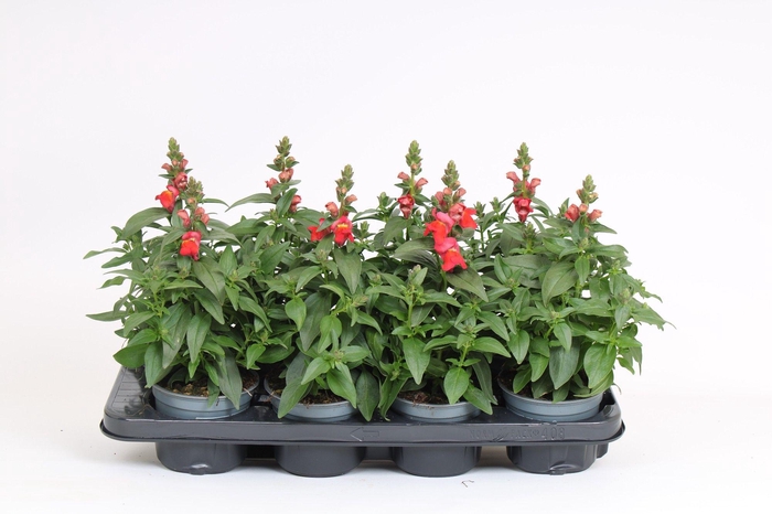 <h4>Antirrhinum Majus oranje</h4>