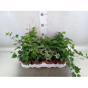 Hedera   ...mix