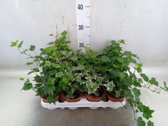 <h4>Hedera   ...mix</h4>