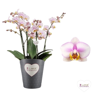 Duetto Multi - Carola 60+