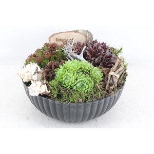 arr4 Semp VL - Kunstst. black ribbel rond KL. x2