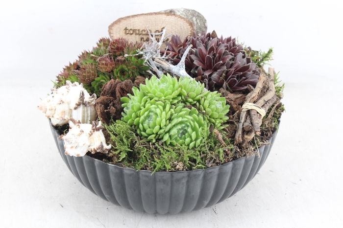 <h4>arr4 Semp VL - Kunstst. black ribbel rond KL. x2</h4>