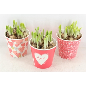 arr4 Narcis RN - Cup share the love x6