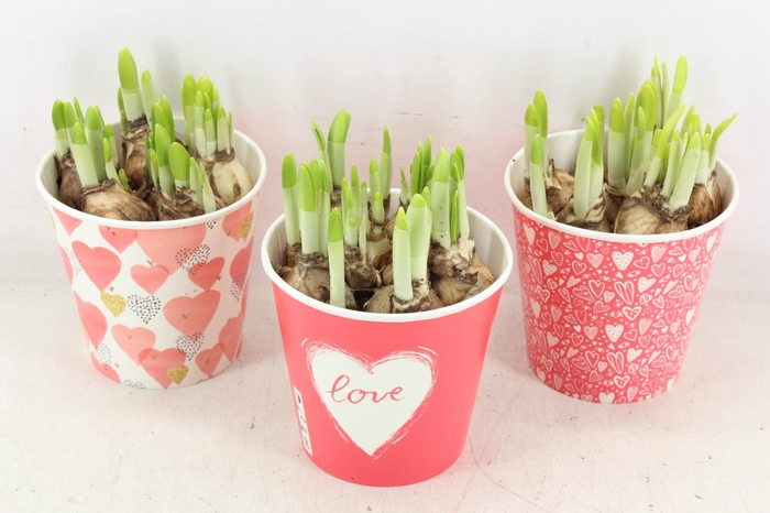 <h4>arr4 Narcis RN - Cup share the love x6</h4>