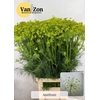 Anethum Graveolens