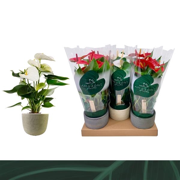 <h4>Anthurium Andreanum Grp gemengd 3 kleuren</h4>