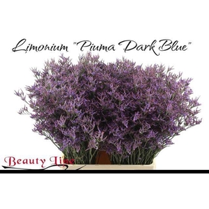 LIM PIUMA DARK BLUE