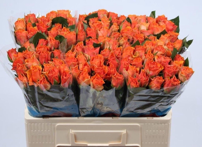 <h4>RS GR ARANCIO R GR ARANCIO@</h4>